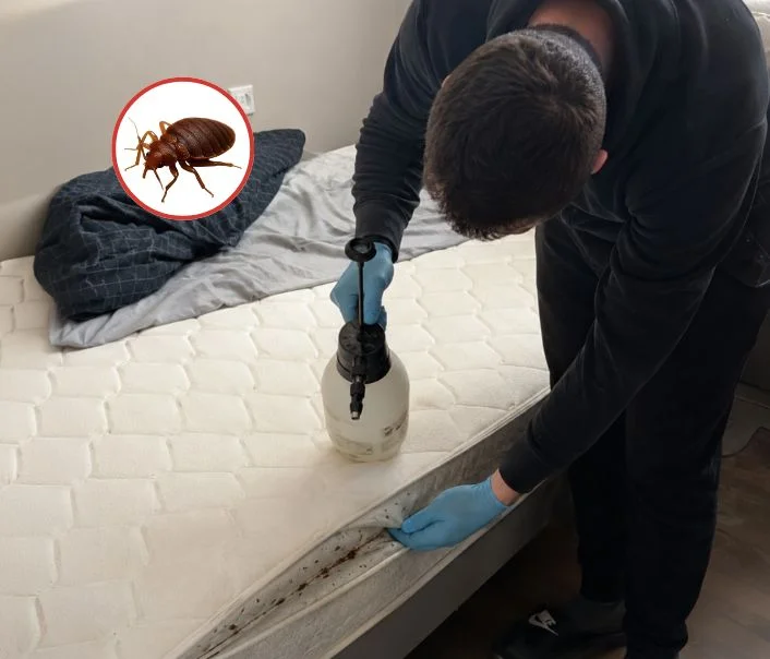 Technicien traitant un matelas contre les punaises de lit à Quincy-Voisins